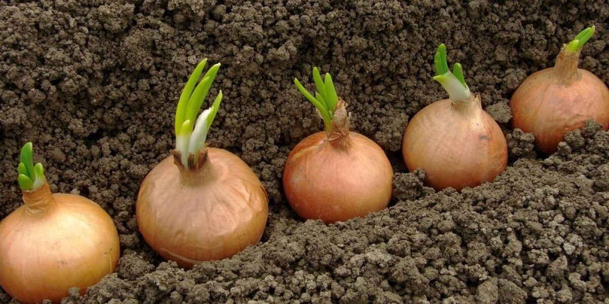 Как защитить лук весной от болезней и гниения летом: секреты опытных хозяек