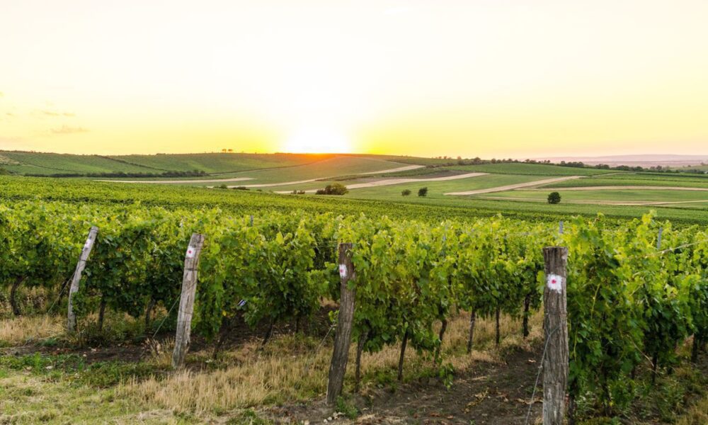 Уход за молодыми виноградниками: первые шаги к богатому урожаю