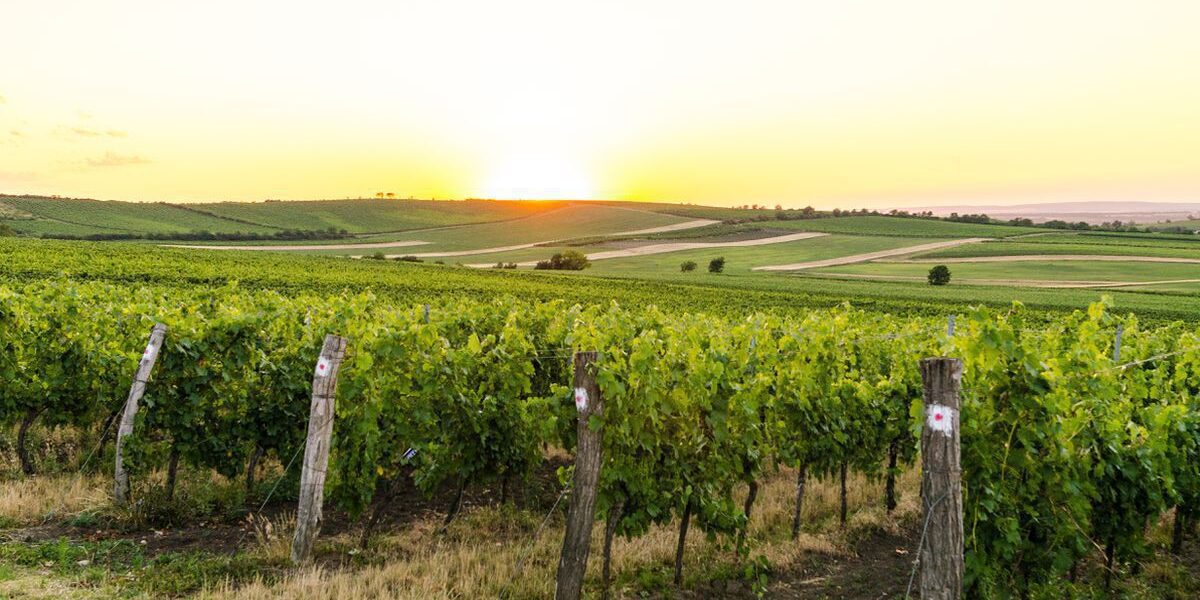 Уход за молодыми виноградниками: первые шаги к богатому урожаю