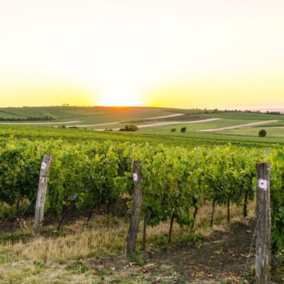 Уход за молодыми виноградниками: первые шаги к богатому урожаю