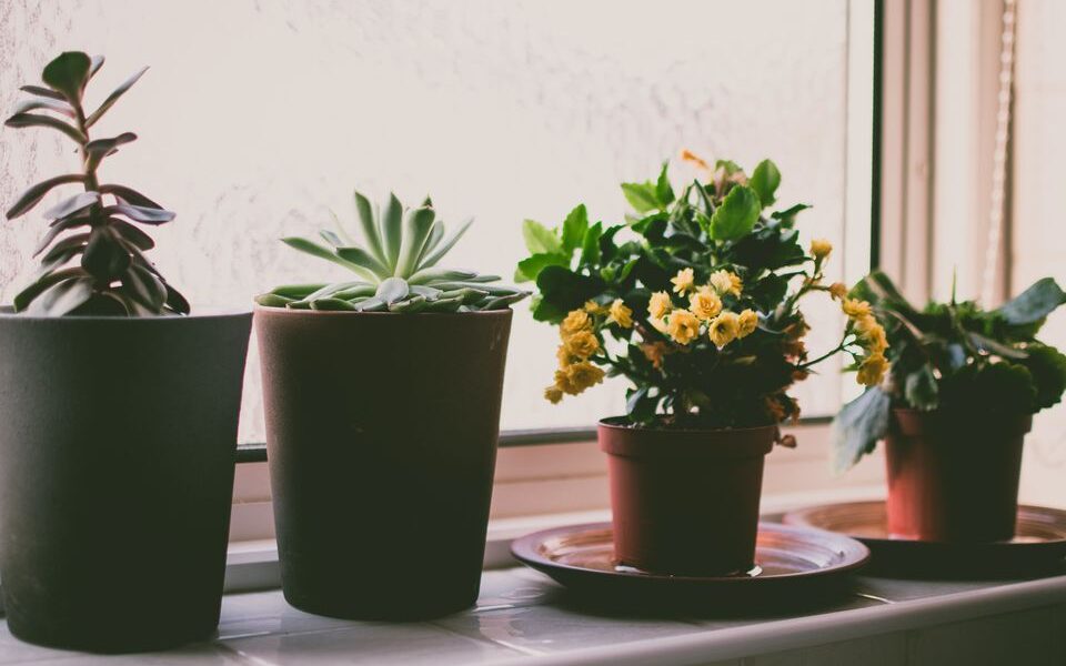 Одна таблетка для пышного цветения: секрет оживления комнатных растений