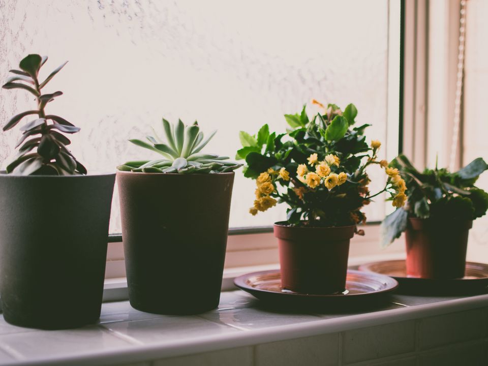 Одна таблетка для пышного цветения: секрет оживления комнатных растений