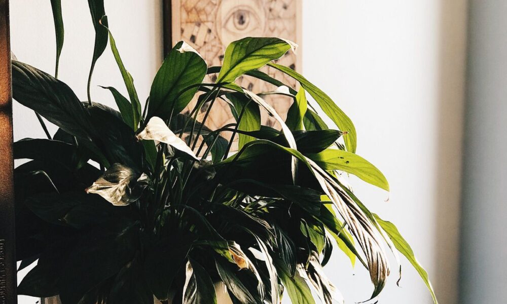 Спасаем залитое растение: пошаговое руководство для дома