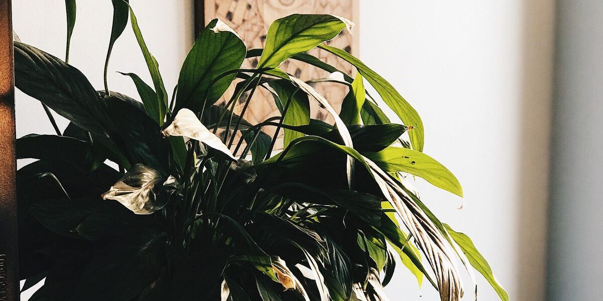 Спасаем залитое растение: пошаговое руководство для дома