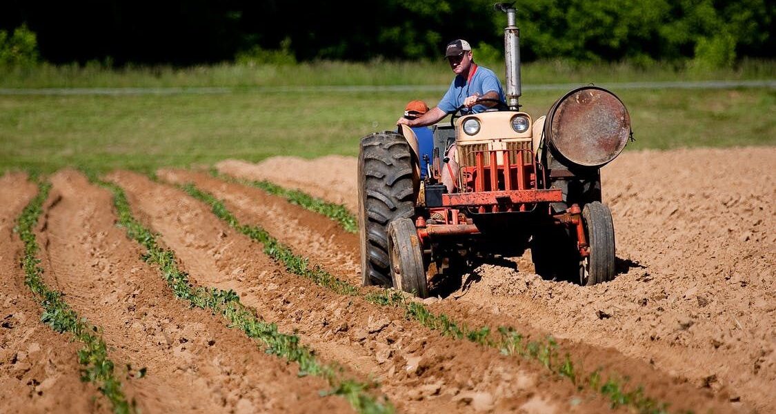Осенние удобрения для сада: стоит ли вносить азот и чем заменить