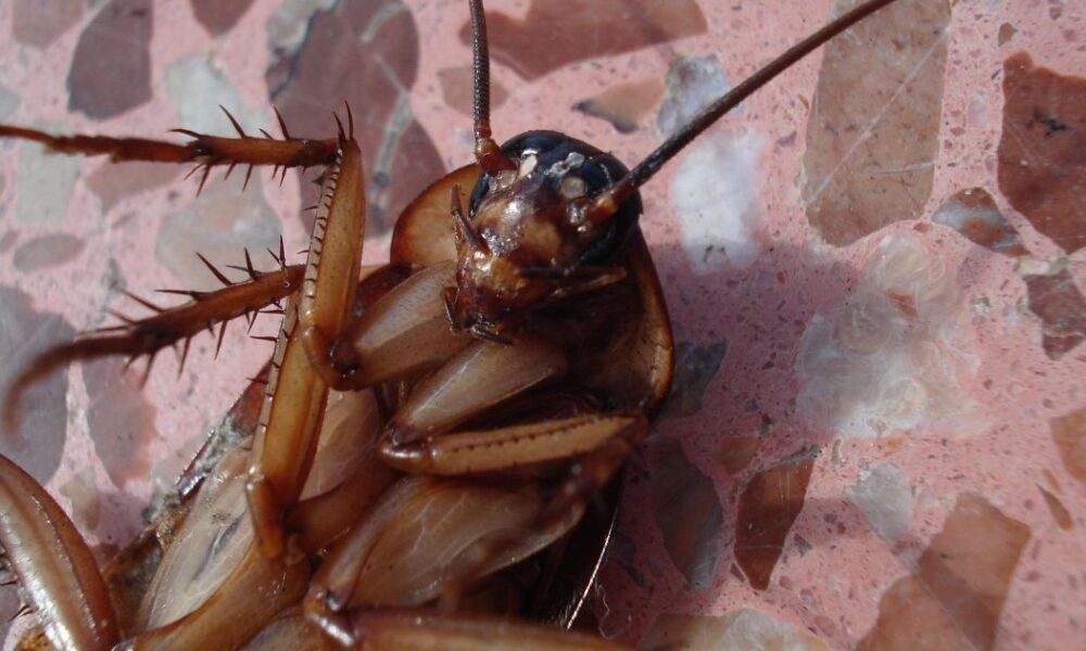 Прощайте, тараканы: простой лайфхак для чистоты вашего дома