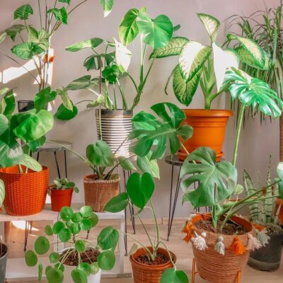 Весенняя пересадка комнатных растений: когда и как обновить дом