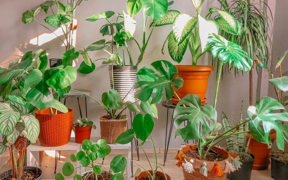 Весенняя пересадка комнатных растений: когда и как обновить дом