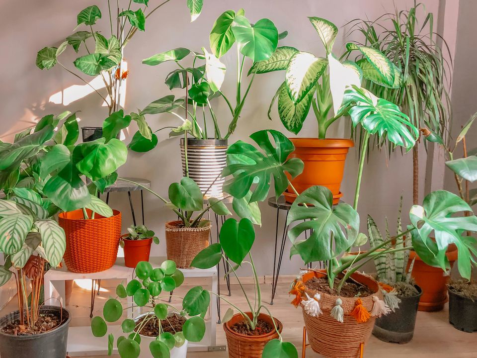 Весенняя пересадка комнатных растений: когда и как обновить дом