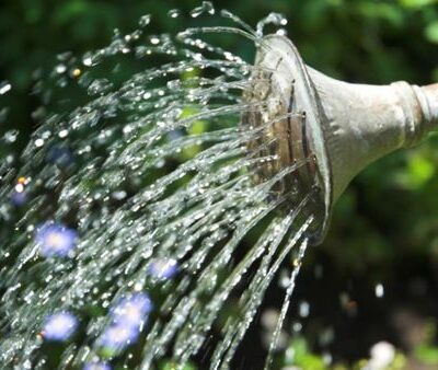 Готовим сад к зиме: секреты правильного полива деревьев перед заморозками