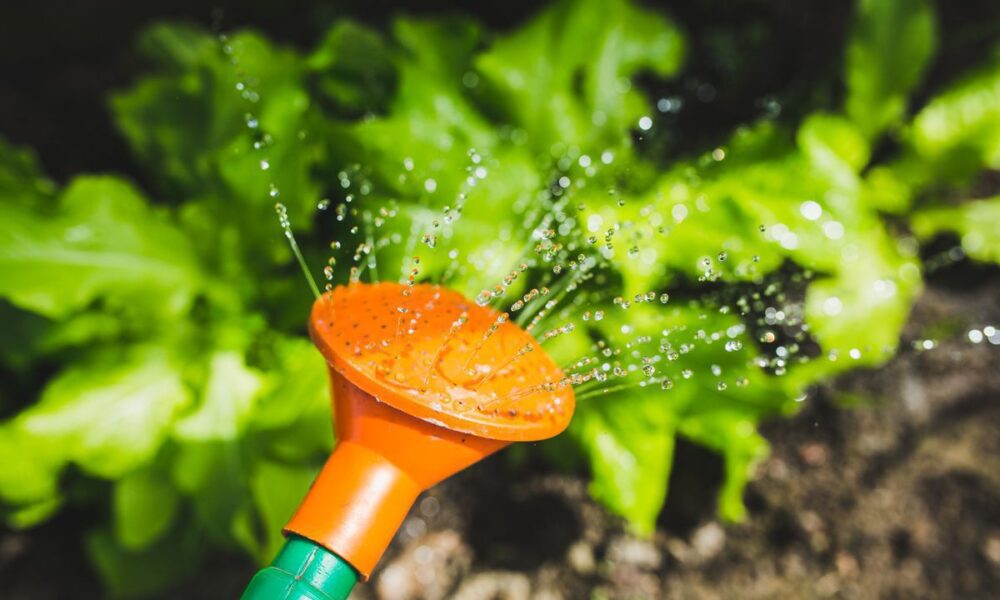 Какая вода лучше для полива растений: талая, дождевая или водопроводная