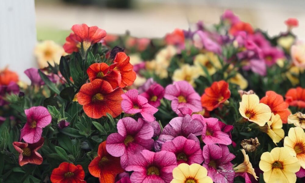 Петуния из семян: как собрать и вырастить пышные цветы для вашего дома