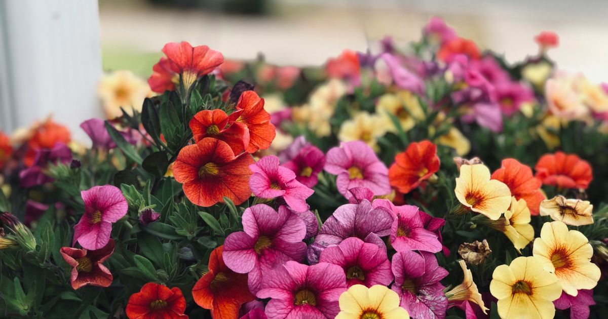 Петуния из семян: как собрать и вырастить пышные цветы для вашего дома