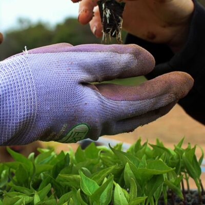Почему пикировка рассады необходима: все секреты успешного выращивания