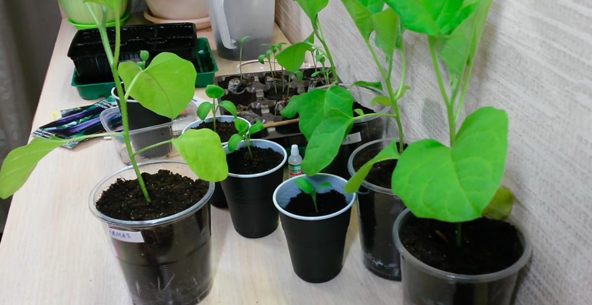 Выращиваем рассаду баклажанов дома: секреты успешного урожая