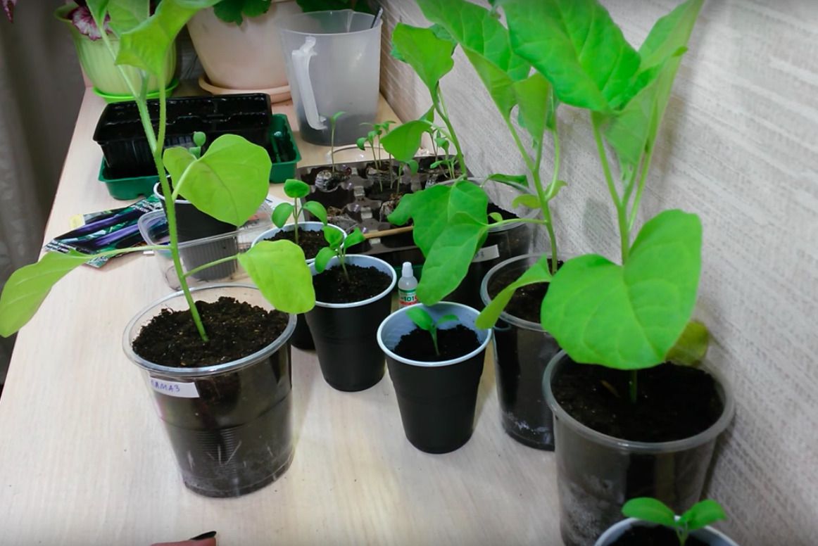 Выращиваем рассаду баклажанов дома: секреты успешного урожая