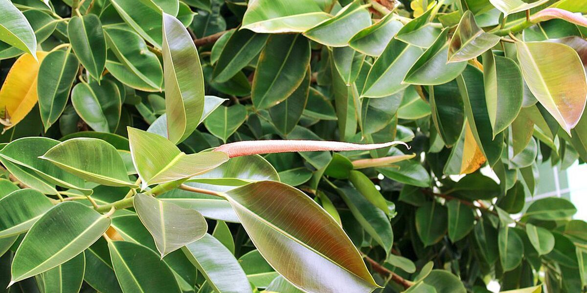 Почему желтеют листья у фикуса и как спасти любимый цветок