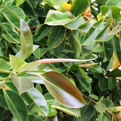 Почему желтеют листья у фикуса и как спасти любимый цветок