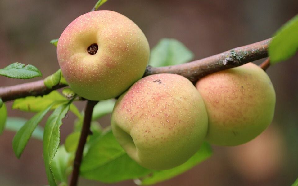 Японская айва: секреты красивого сада и уюта в доме