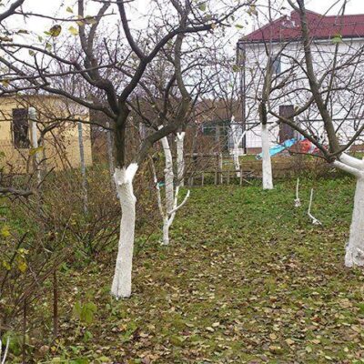 Как подготовить сад к зиме: главные секреты для каждой хозяйки