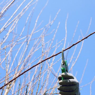 Обрезка деревьев: когда начинать и как правильно ухаживать за садом