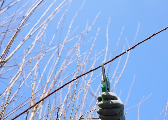 Обрезка деревьев: когда начинать и как правильно ухаживать за садом