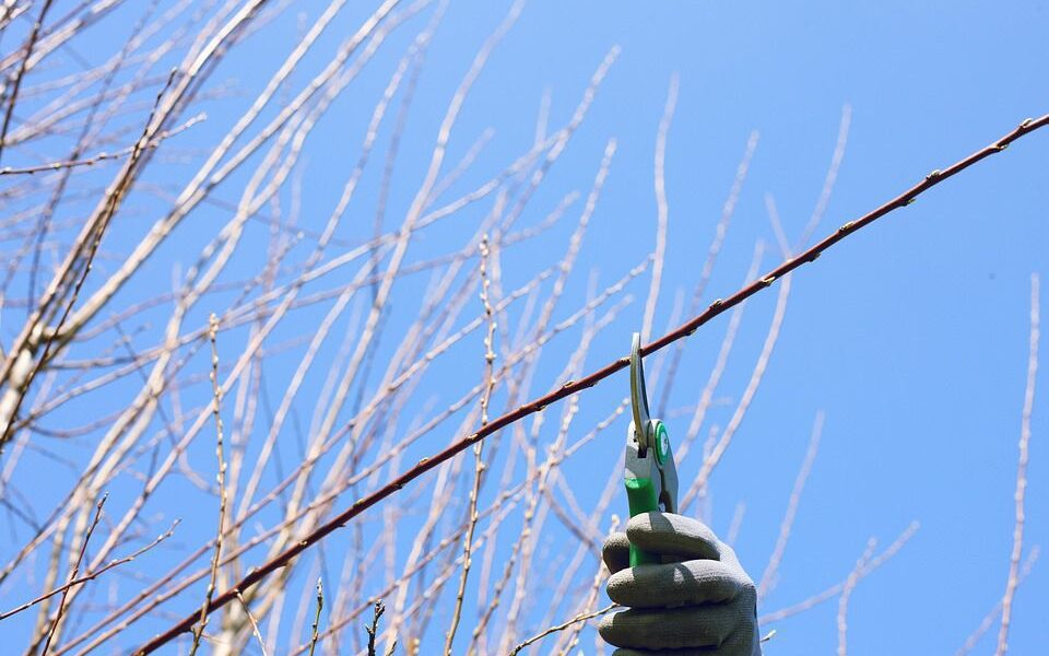 Обрезка деревьев: когда начинать и как правильно ухаживать за садом