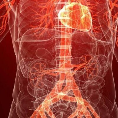 Продукты для улучшения кровообращения: 5 лучших вариантов для женского здоровья