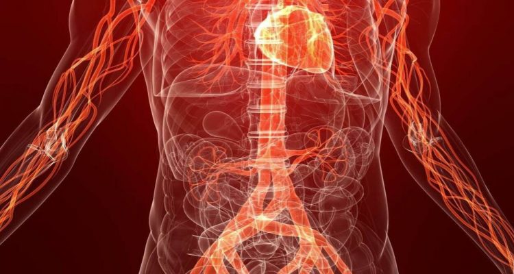 Продукты для улучшения кровообращения: 5 лучших вариантов для женского здоровья