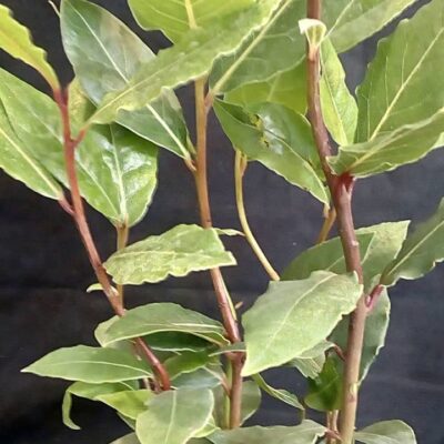 Лавр на подоконнике: секреты выращивания и ухода в домашних условиях