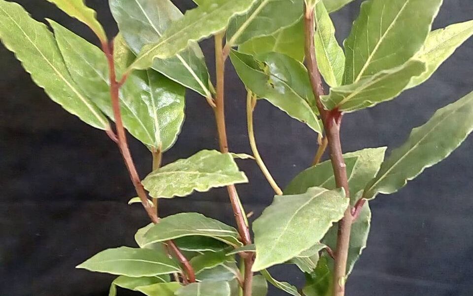 Лавр на подоконнике: секреты выращивания и ухода в домашних условиях