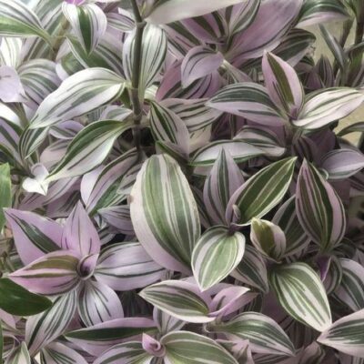 Традесканция: цветок-оберег от сплетен и бед, приметы для дома