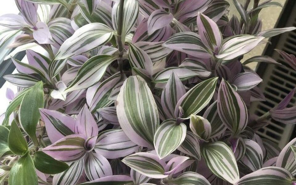 Традесканция: цветок-оберег от сплетен и бед, приметы для дома