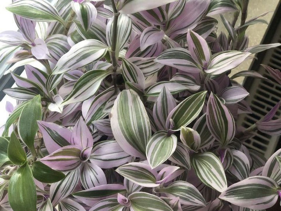 Традесканция: цветок-оберег от сплетен и бед, приметы для дома