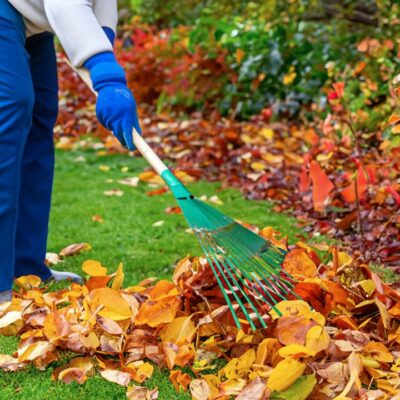 Осенние хлопоты в саду: что важно успеть, чтобы не пожалеть