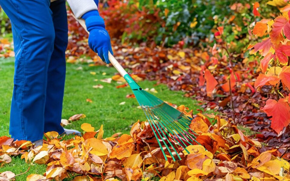 Осенние хлопоты в саду: что важно успеть, чтобы не пожалеть