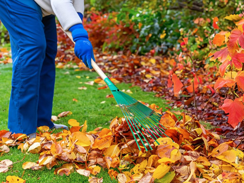 Осенние хлопоты в саду: что важно успеть, чтобы не пожалеть