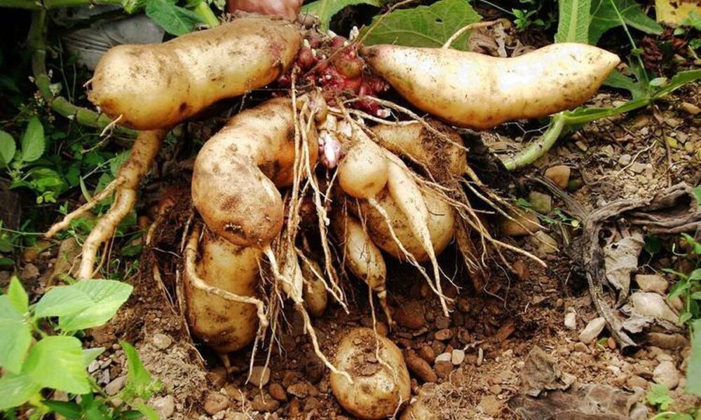 Якон: экзотический овощ для вашей грядки и кулинарных экспериментов