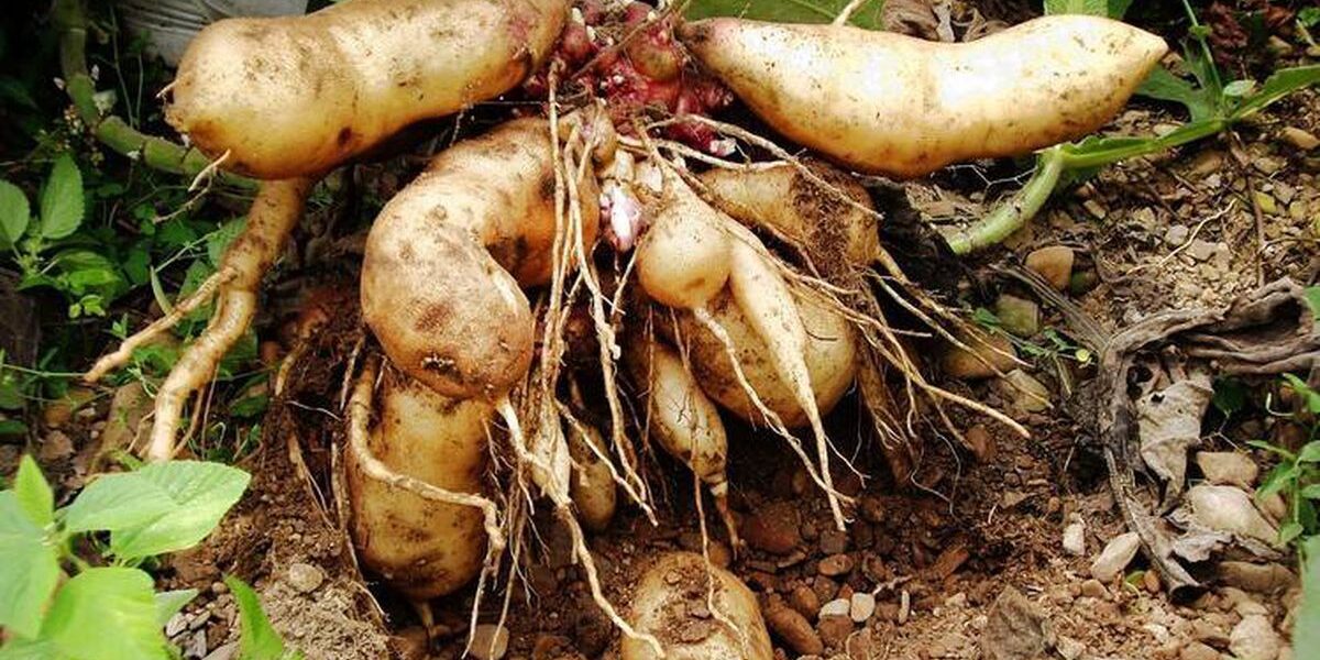 Якон: экзотический овощ для вашей грядки и кулинарных экспериментов