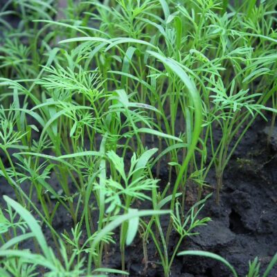 Что посадить под зиму: лучшие овощи и зелень для осеннего посева