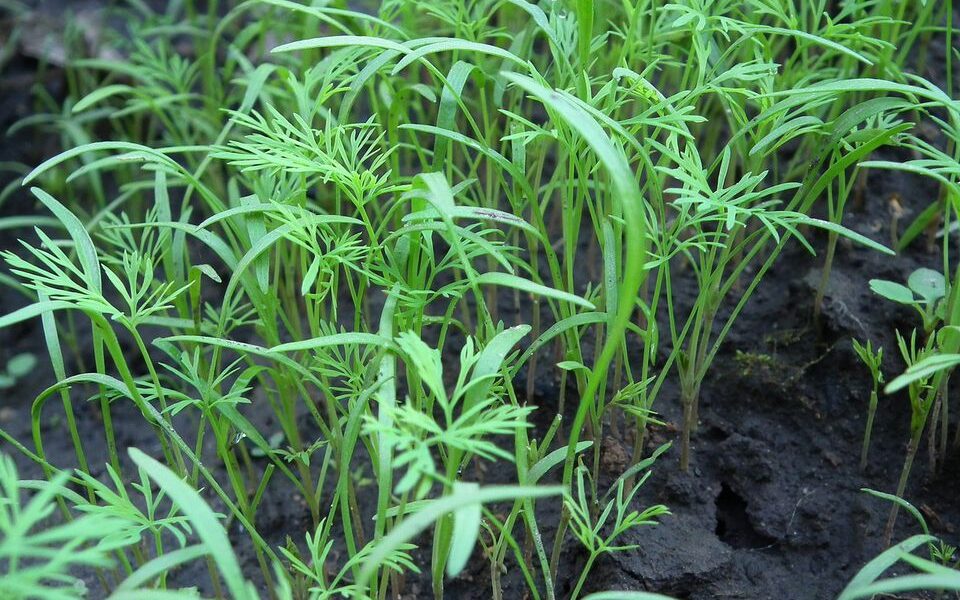 Что посадить под зиму: лучшие овощи и зелень для осеннего посева