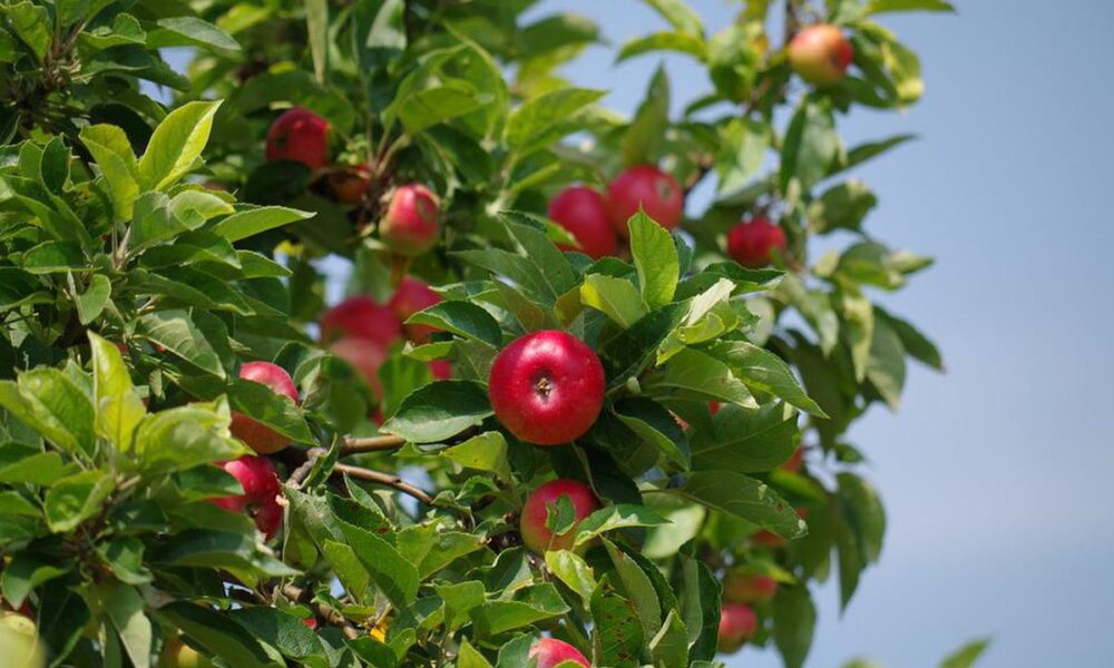 Секреты обильного урожая яблок: что делать в саду в конце весны