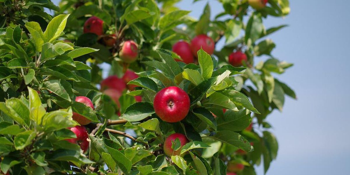 Секреты обильного урожая яблок: что делать в саду в конце весны