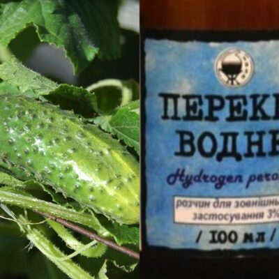Перекись водорода для огорода: секреты пышной зелени и обильного урожая