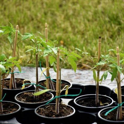 Последняя подкормка для рассады томатов: секрет крепких всходов перед высадкой