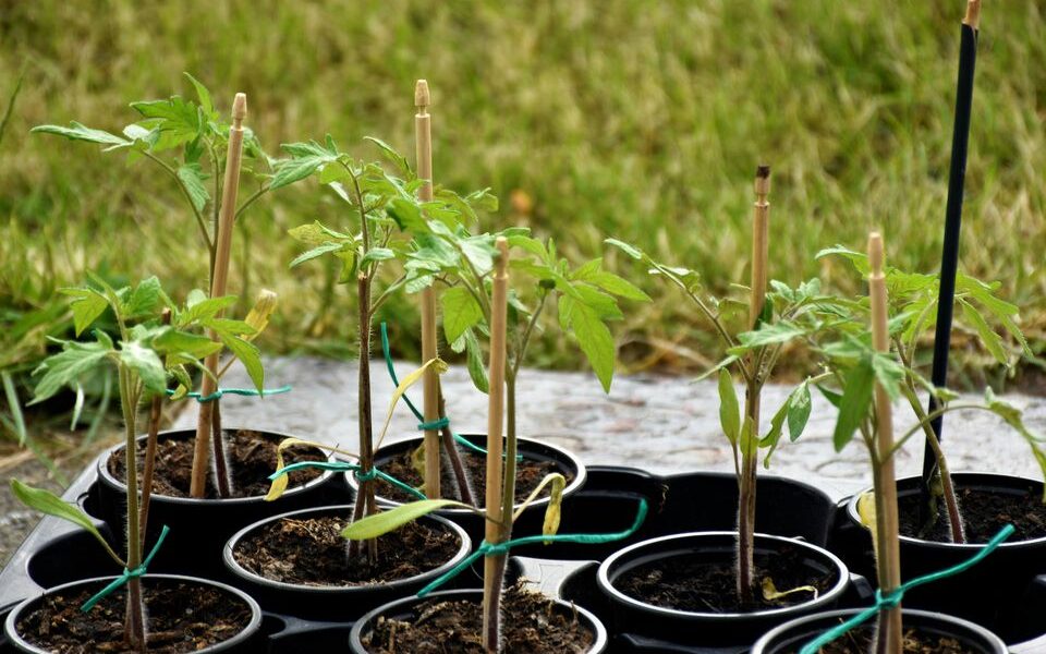 Последняя подкормка для рассады томатов: секрет крепких всходов перед высадкой