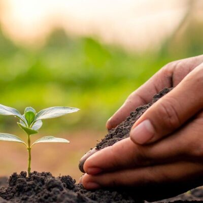 Секреты плодородной почвы на даче: как узнать ее состав и повысить урожай