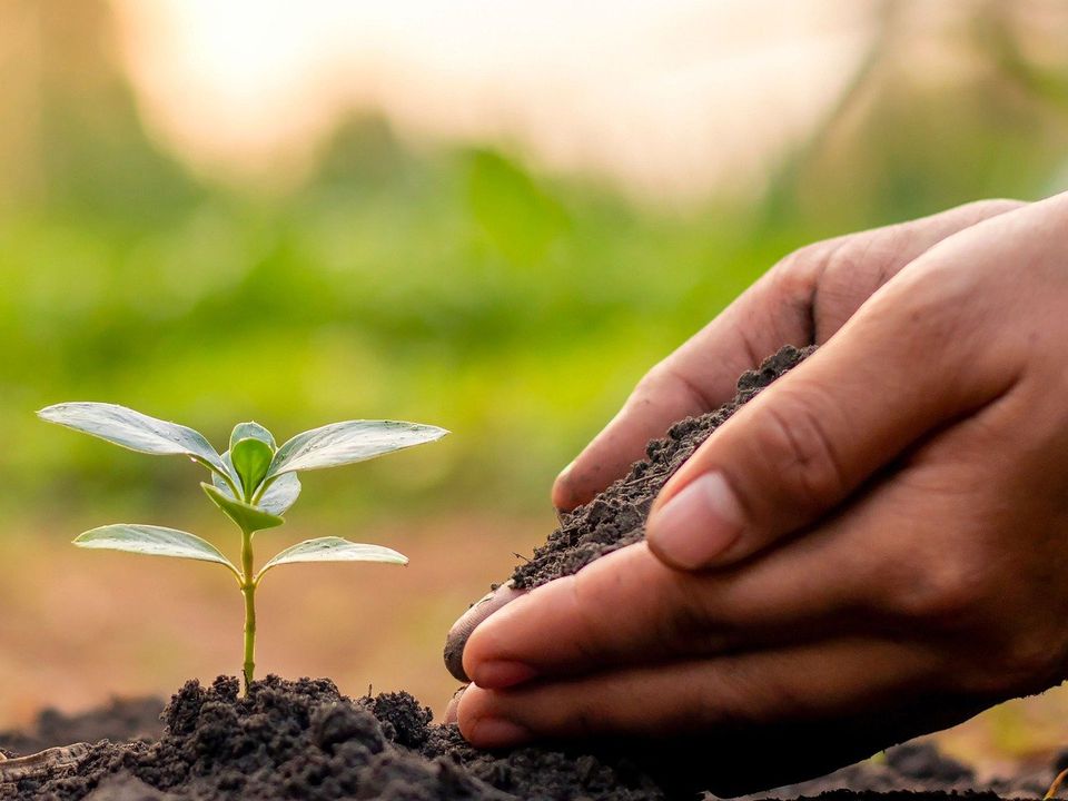 Секреты плодородной почвы на даче: как узнать ее состав и повысить урожай