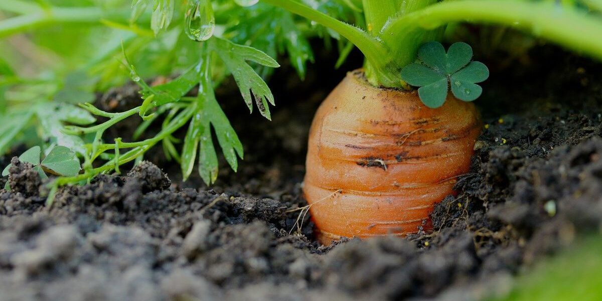 Осенняя посадка моркови: секреты богатого урожая для вашего огорода