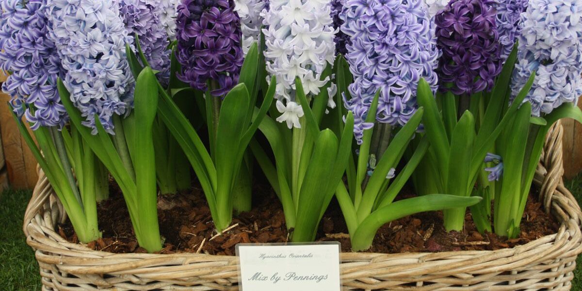 Размножаем луковичные растения в августе-сентябре: секреты успешного садоводства